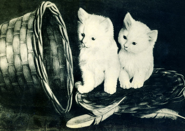 Mischevous Kitten